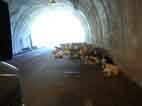 Ziegenherde im Tunnel